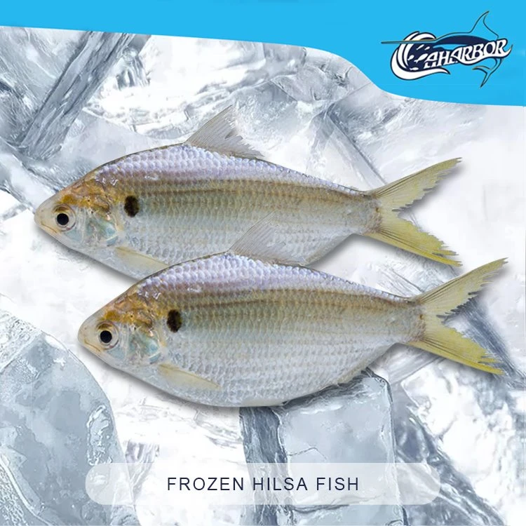 Pesce Hilsa congelato