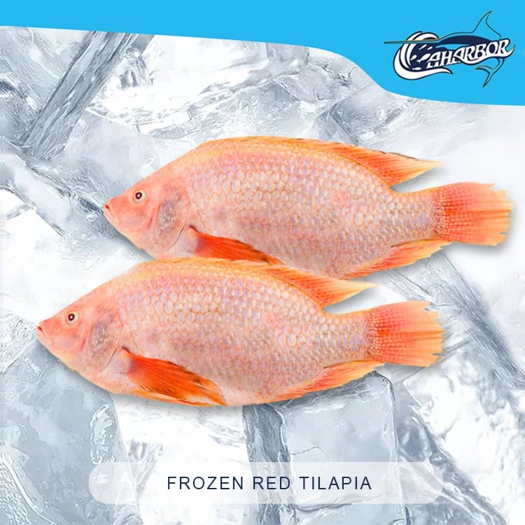 Frozen Red Tilapia