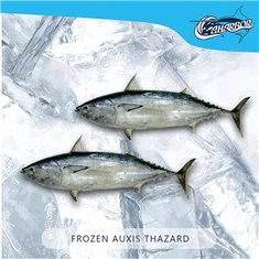 Auxis Thazard congelato