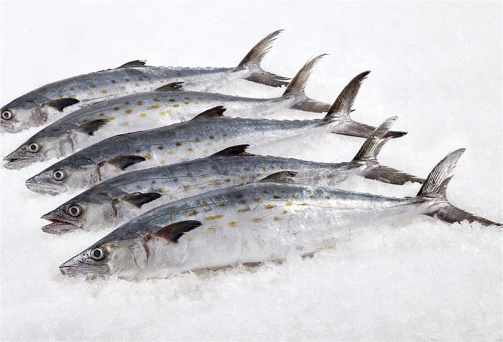 Pacific Spanish Mackerel
