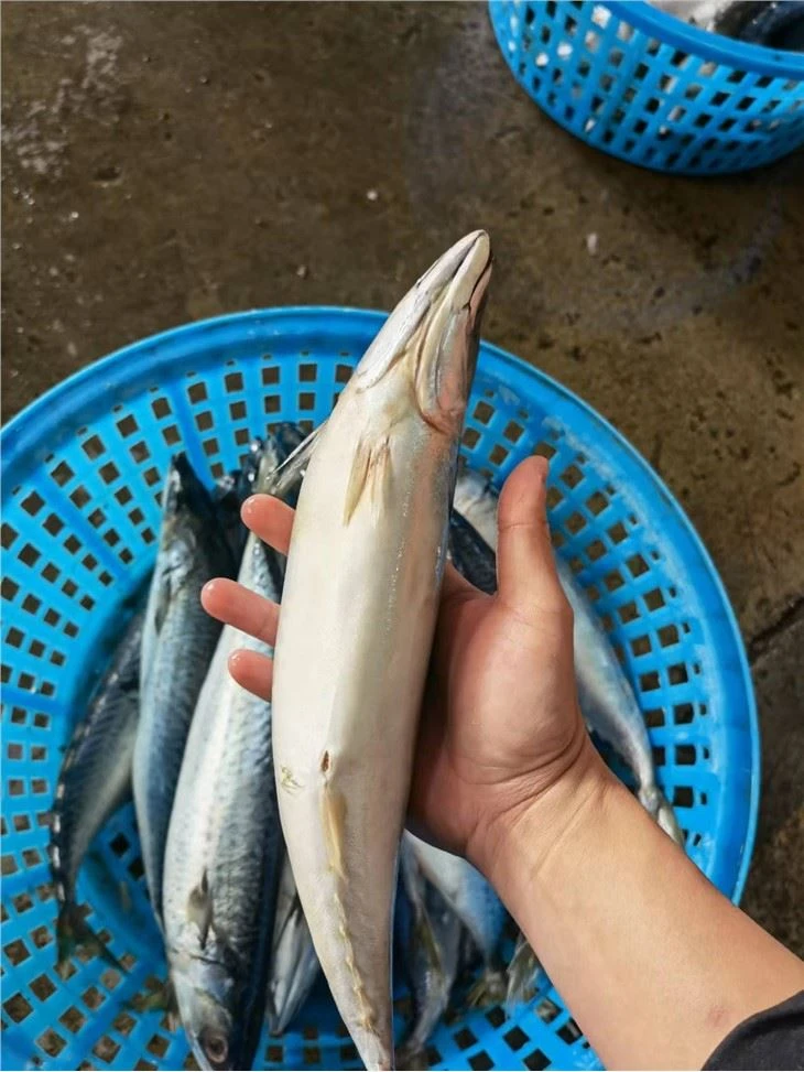 Frozen Pacific Mackerel From China