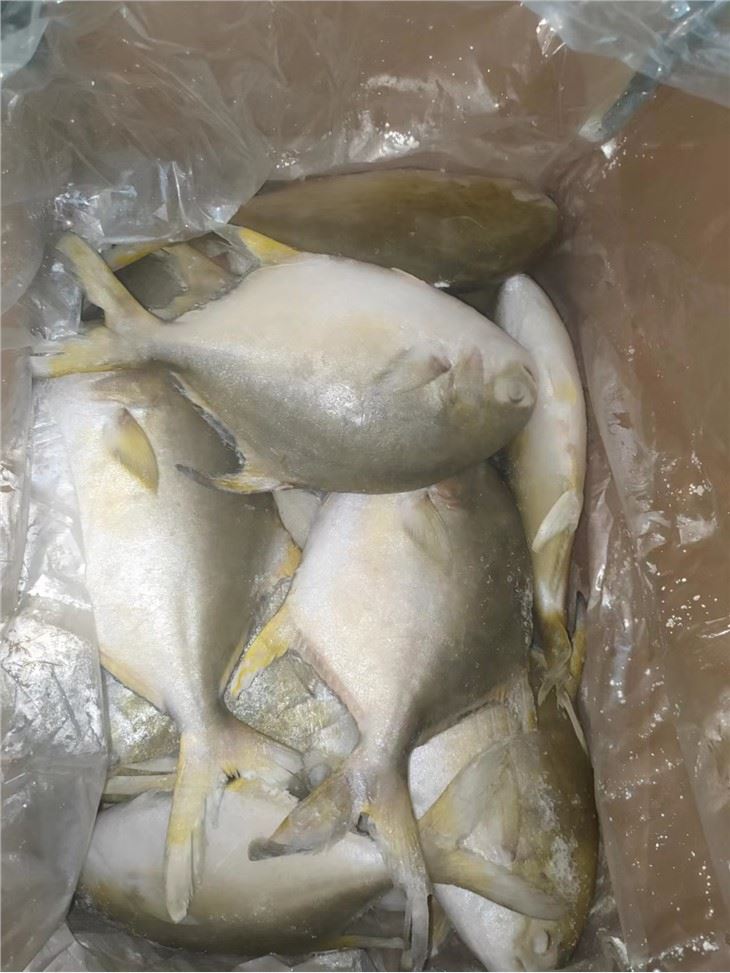 Golden Pompano Fish Wholesale