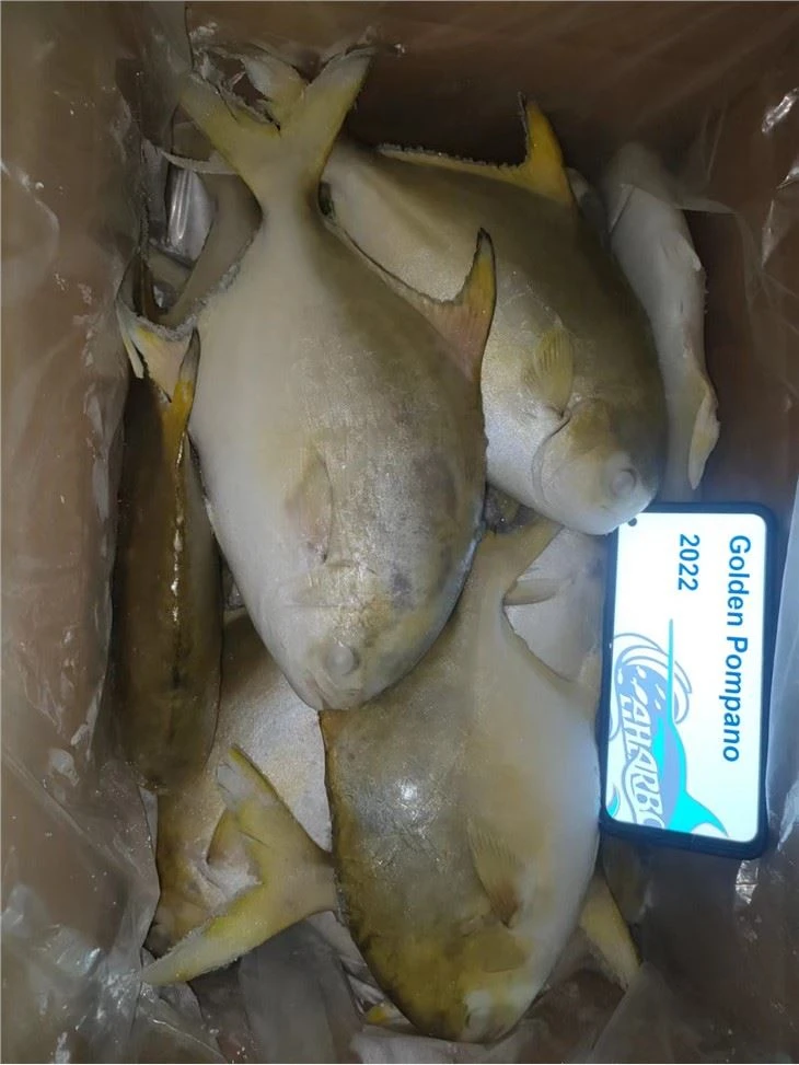 Golden Pompano Fish Wholesale