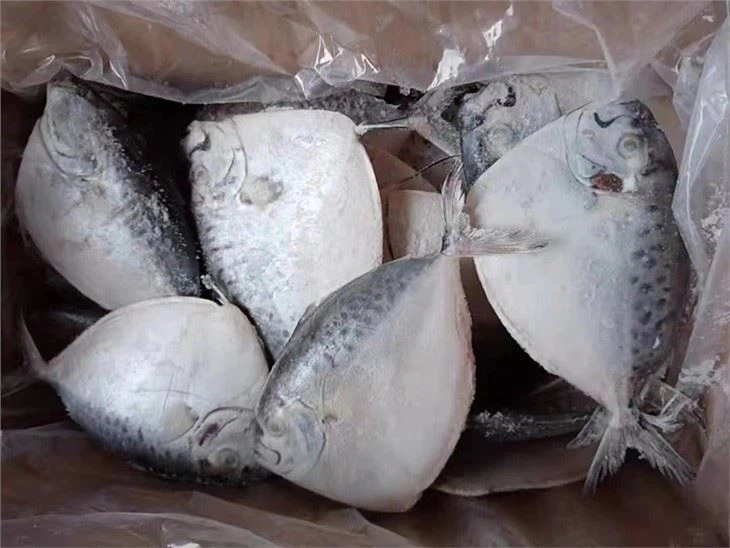 Sea Frozen Moonfish Mene Maculate