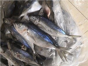 Pesce Scad Big Eye congelato