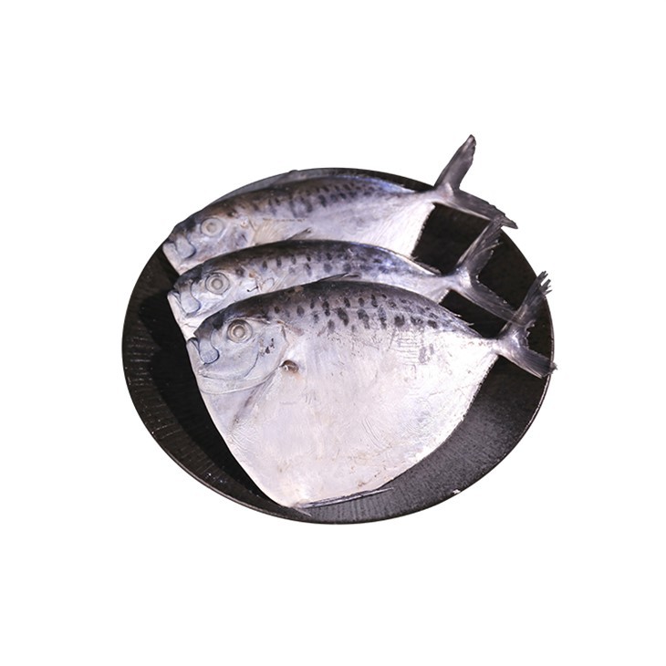 Mene maculata intera rotonda congelata del pesce luna