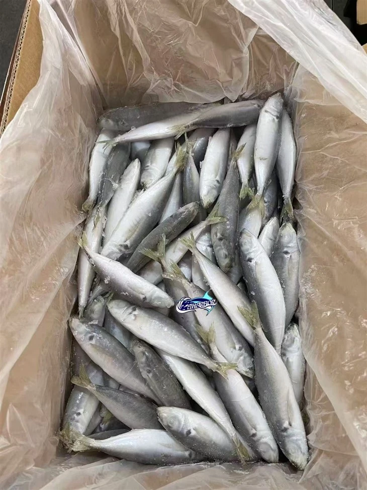 Frozen Decapterus price