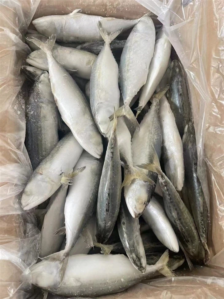 Frozen Indian Mackerel With All The Size