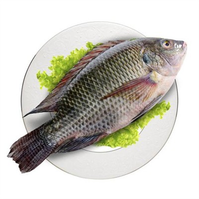 China's Tilapia Industry Faces Serious Challenges: Stagnant Exports Make It Difficult To Maintain Stable Prices, And The Tariff Deadlock Continues To Drag Down Industry Confidence