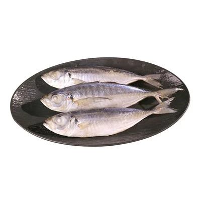 Mackerel a cavallo congelato WR
