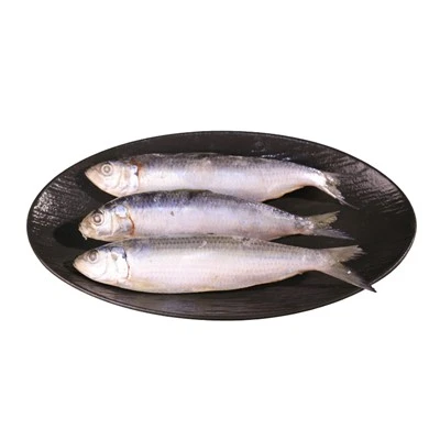 Sardina congelata